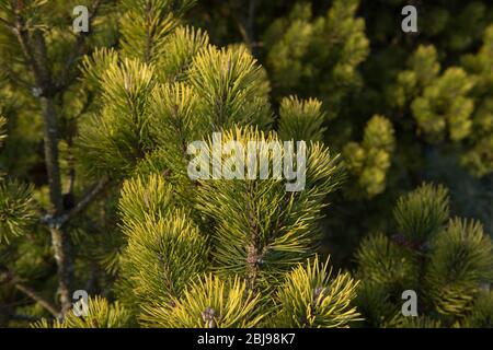 Grüne Laub einer Evergreen Nadelbaum Zwerg Mountain Pine Tree (Pinus mugo 'Ophir') wächst in einem Land Cottage Garden in ländlichen Devon, England, Großbritannien Stockfoto