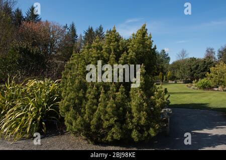 Grüne Laub einer Evergreen Nadelbaum Zwerg Mountain Pine Tree (Pinus mugo 'Ophir') wächst in einem Land Cottage Garden in ländlichen Devon, England, Großbritannien Stockfoto