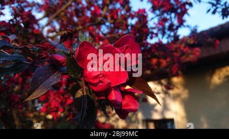 Rote Apfelblüten am Ast. Garten in der Frühjahrssaison. Schöne ländliche Sonnenuntergang Blick. Stockfoto