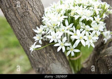 Bouquet von kleinen weißen Blumen auf Baum Stockfoto