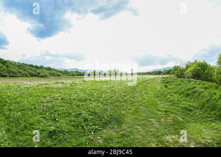 Schöne Löwenzahn-Blüten auf Wiese mit Sonnenlicht Stockfoto