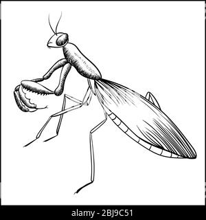 Praying Mantis Skizze isoliert auf Weiß Stock Vektor