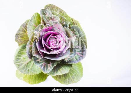 Nahaufnahme von Kale oder Kohl. Exotische Blume im Detail, Makrofotografie Stockfoto