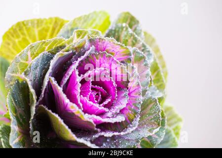 Nahaufnahme von Kale oder Kohl. Exotische Blume im Detail, Makrofotografie Stockfoto