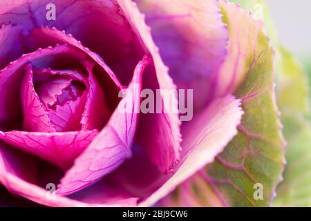 Nahaufnahme von Kale oder Kohl. Exotische Blume im Detail, Makrofotografie Stockfoto