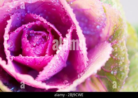 Nahaufnahme von Kale oder Kohl. Exotische Blume im Detail, Makrofotografie Stockfoto