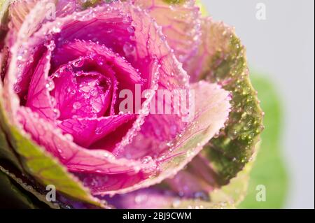 Nahaufnahme von Kale oder Kohl. Exotische Blume im Detail, Makrofotografie Stockfoto