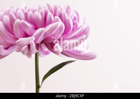 Nahaufnahme Foto von rosa Chrysanthemum Blume auf hellem Hintergrund. Makrofotografie Stockfoto