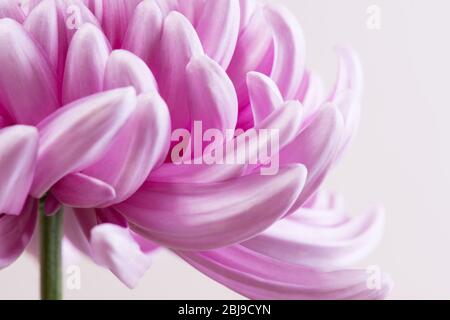 Nahaufnahme Foto von rosa Chrysanthemum Blume auf hellem Hintergrund. Makrofotografie Stockfoto