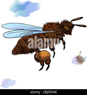 Honigbiene fliegt Illustration mit schwarzer Kontur. Zeichnung eines Insekts mit Aquarelleffekt. Stock Vektor Illustration Stock Vektor
