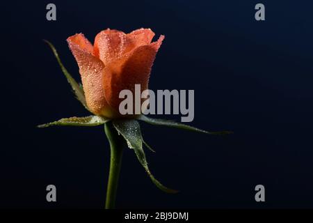 Nahaufnahme Foto von orangefarbenen Rose auf schwarzem Hintergrund Stockfoto