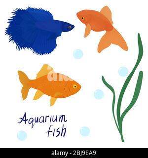 Vektor Cartoon Aquarium Fisch Set. Meerestiere, Goldfische auf einem weißen Hintergrund Vektor-Illustration Stock Vektor