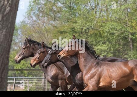 Vier Hengstköpfe, an einem sonnigen Tag. Galoppierende Dressurpferde auf einer Wiese. Zuchtpferde. Stockfoto