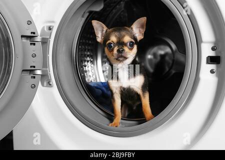 Hund nach dem Waschen in der Waschmaschine Stockfoto