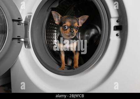 Hund nach dem Waschen in der Waschmaschine Stockfoto