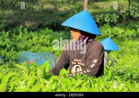 Wonosobo.Zentral-Java/Indonesien, zwei Bauern, pflücken Teeblätter Stockfoto