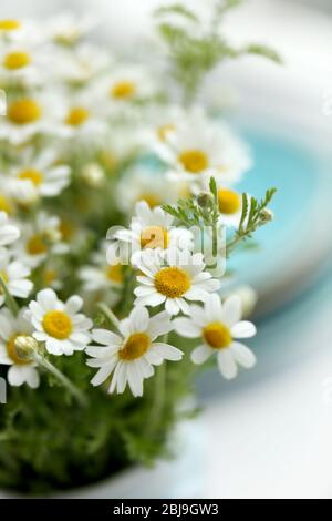 Bouquet von frischen Kamillen auf verschwommenem Küchenhintergrund Stockfoto