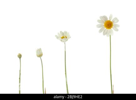 Verschiedene Wachstumsstufen von weißen Gänseblümchen auf weißem Hintergrund Stockfoto