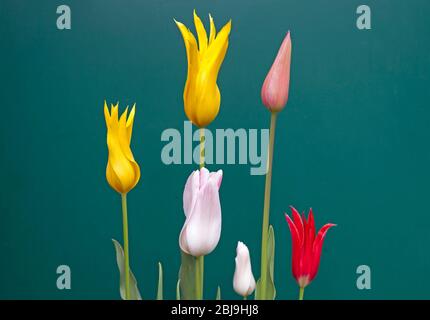 Edinburgh, Schottland, Großbritannien. April 2020. Dicke Wolke und kein Wind mit einer Temperatur von 7 Grad Celsius in der schottischen Stadt gaben ideale Lichtverhältnisse, um diese bunten Lily Flowering Tulips aus Keukenhof in den Niederlanden vor einem Gartenhaus aufzuzeichnen, bevor sie ihr Bestes geben. Stockfoto