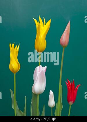 Edinburgh, Schottland, Großbritannien. April 2020. Dicke Wolke und kein Wind mit einer Temperatur von 7 Grad Celsius in der schottischen Stadt gaben ideale Lichtverhältnisse, um diese bunten Lily Flowering Tulips aus Keukenhof in den Niederlanden vor einem Gartenhaus aufzuzeichnen, bevor sie ihr Bestes geben. Stockfoto