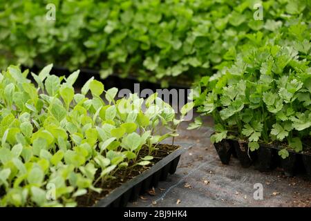 Junge Pflanzen in schwarzen Plastikbehältern in einem Plantagenhaus Stockfoto