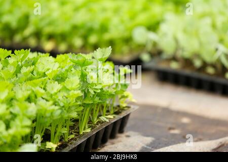 Junge Pflanzen in schwarzen Plastikbehältern in einem Plantagenhaus Stockfoto