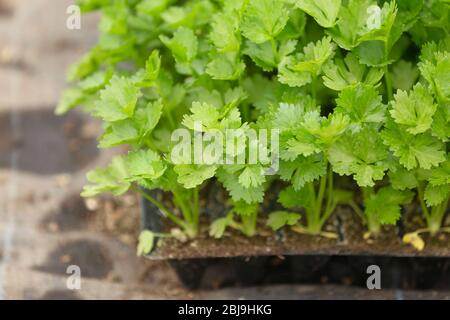 Junge Pflanzen in schwarzen Plastikbehältern in einem Plantagenhaus Stockfoto