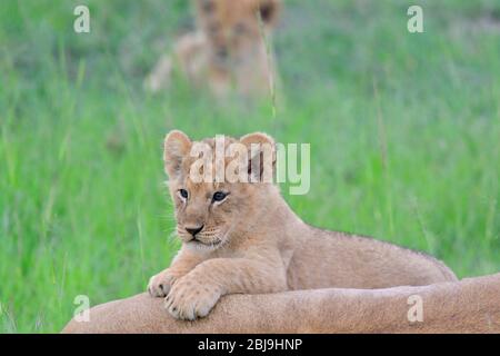 Masai Mara Reserve, Kenia Stockfoto