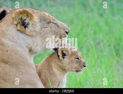 Masai Mara Reserve, Kenia Stockfoto