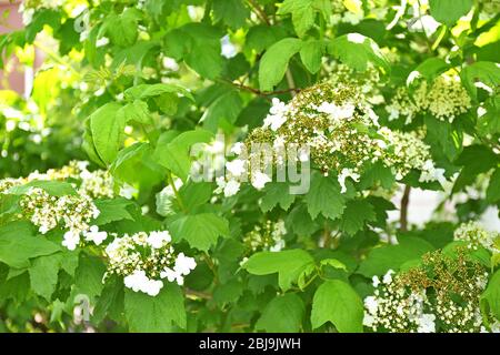 Schöne viburnum Baum Hintergrund Stockfoto