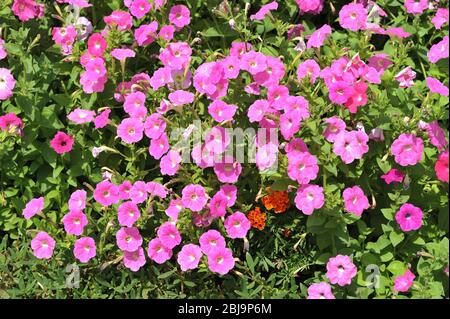 Aubretia, Aubrieta Rosa blühende Kissenpflanze auf einem Garten Steingarten, Berkshire, April. Stockfoto