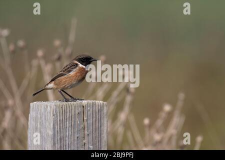 Gewöhnlicher Steinchen (männlich) Stockfoto