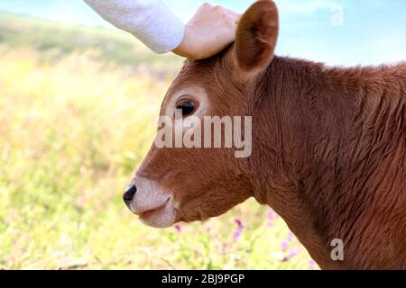 Kalb auf einer Wiese Stockfoto