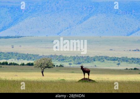 Topi-Stier auf Termitenhügel auf Mara Triangle Ebenen Stockfoto