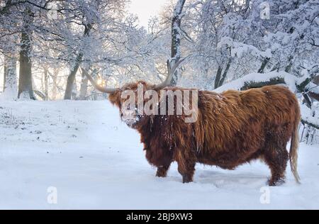 Die schottischen Highland-Rinder brüten im Schnee Stockfoto