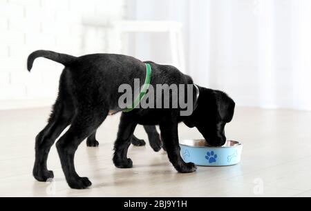 Nette Labrador Welpen beim Frühstück Stockfoto