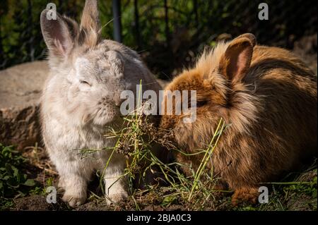 Zwei niedliche Kaninchen (Löwenkopf), brawon und weiß essen draußen im Garten Stockfoto
