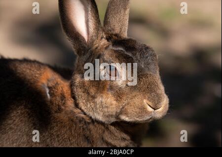 Porträt eines niedlichen kleinen Hasen mit langen Ohren im Garten Stockfoto