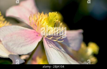 Clematis montana ‘Pink Perfection’ Stockfoto