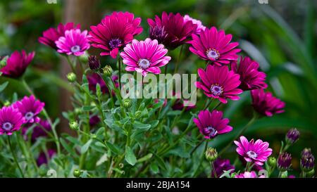 Osteospermum auch als daisybushes oder Kapkörbchen bekannt Stockfoto