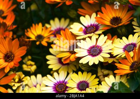 Gemischtes Osteospermum Stockfoto