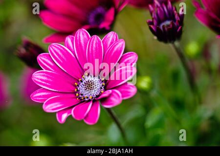 Osteospermum auch als daisybushes oder Kapkörbchen bekannt Stockfoto