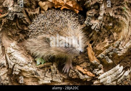 Wilder, einheimischer Igel auf der Suche nach Igelfreunden im Garten. In einem Wildtierhäuschen aufgenommen, um die Gesundheit und die Population dieses rückläufigen Säugetieres zu überwachen Stockfoto