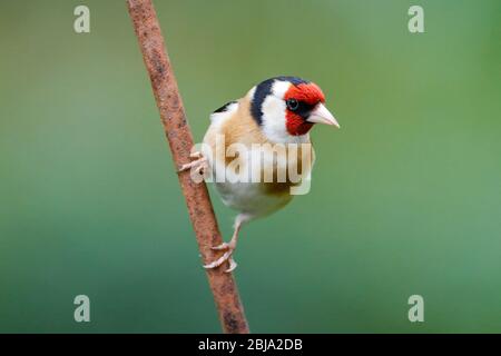 Ein Goldfinch (Carduelis carduelis) schaut heute Morgen von einem rostigen Barsch direkt in die Kamera, nach einem grauen Start in den Tag in East Sussex, Großbritannien. Stockfoto