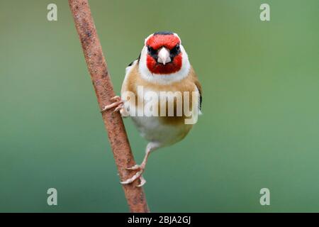 Ein Goldfinch (Carduelis carduelis) schaut heute Morgen von einem rostigen Barsch direkt in die Kamera, nach einem grauen Start in den Tag in East Sussex, Großbritannien. Stockfoto