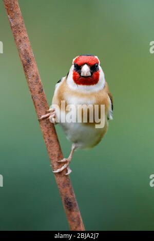 Ein Goldfinch (Carduelis carduelis) schaut heute Morgen von einem rostigen Barsch direkt in die Kamera, nach einem grauen Start in den Tag in East Sussex, Großbritannien. Stockfoto
