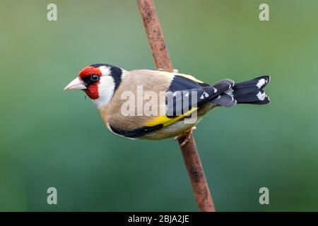 Ein Goldfinch (Carduelis carduelis) schaut heute Morgen von einem rostigen Barsch direkt in die Kamera, nach einem grauen Start in den Tag in East Sussex, Großbritannien. Stockfoto