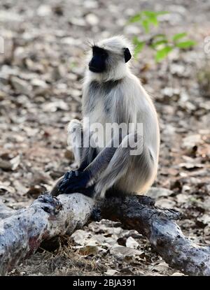 Der Eindruck der Touristen vom ersten Besuch in Indien auf der Suche nach Tigern und Kultur. Stockfoto