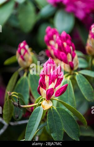 Die spektakulär intensive Farbe der Blüten eines Rhododendron-Busches Ericaceae. Stockfoto