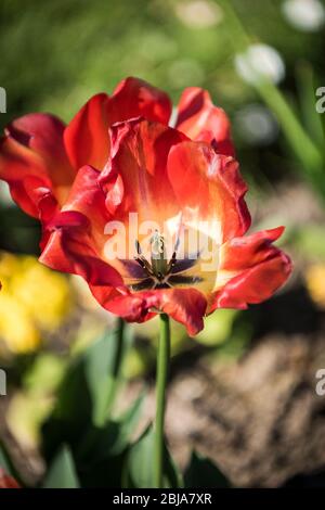 Die Staubgefäße und Pistillen einer Tulpenblume Tulipa. Stockfoto